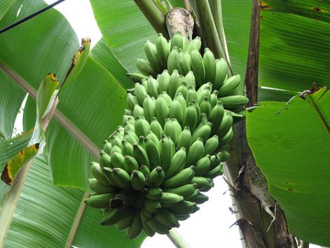 banan7.jpg